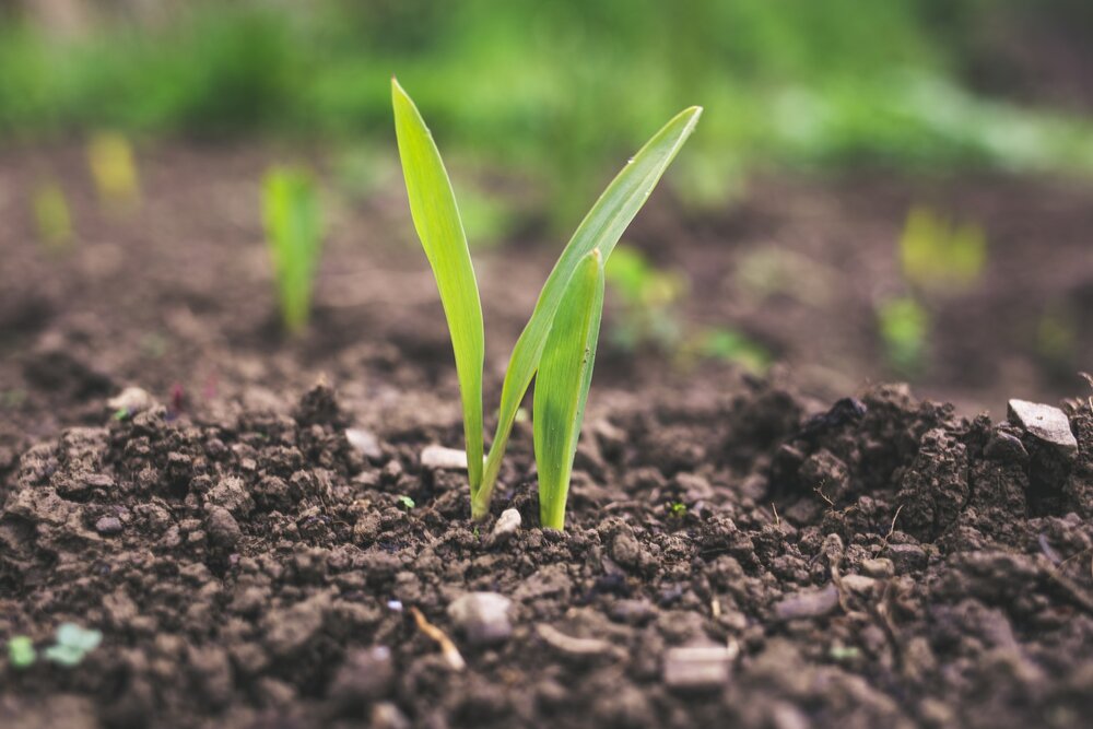 agriculture-job-4